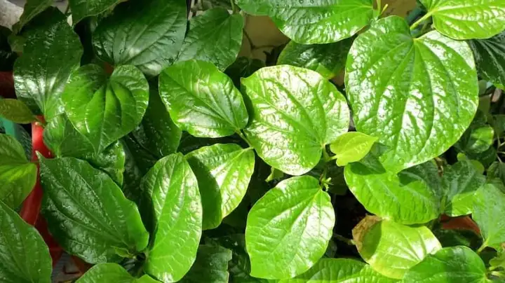 Lá Lốt Ăn Sống Được Không