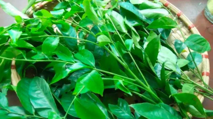 Lá Mắc Mật Có Tác Dụng Gì Lá Mắc Mật Có Tác Dụng Gì