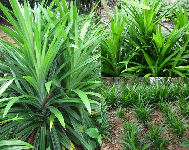 Lá Nếp Và Lá Dứa