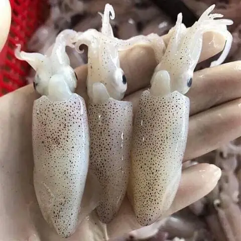 Mực Sim Là Mực Gì