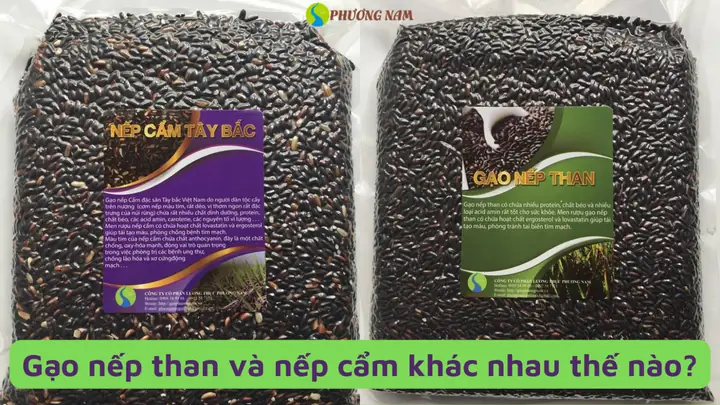 Nếp Cẩm Và Nếp Than