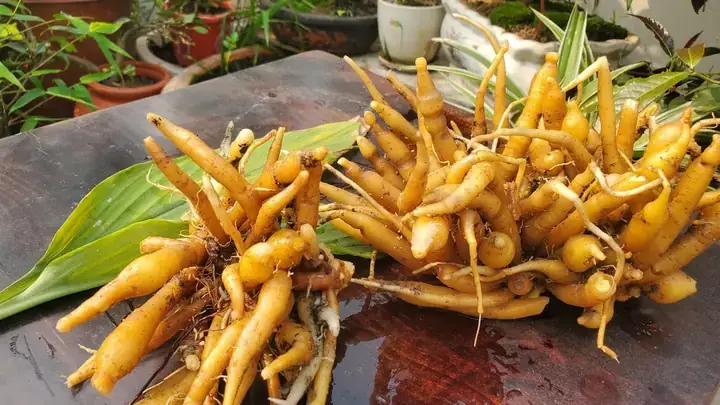 Ngải Bún Là Củ Riềng