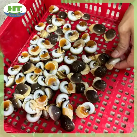 Ốc Mỡ Bao Nhiêu 1kg