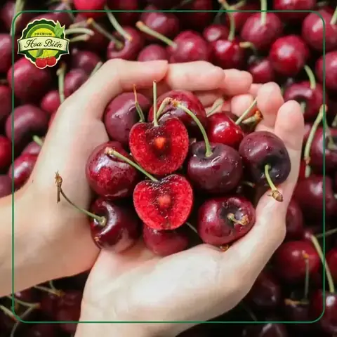Quả Anh Đào Ở Việt Nam Quả Anh Đào Ở Việt Nam