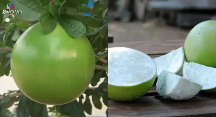 Quả Bòng Và Quả Bưởi
