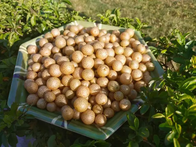 Quả Mắc Mật Tươi Dùng Để Làm Gì
