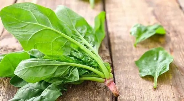 Rau Chân Vịt Kỵ Gì