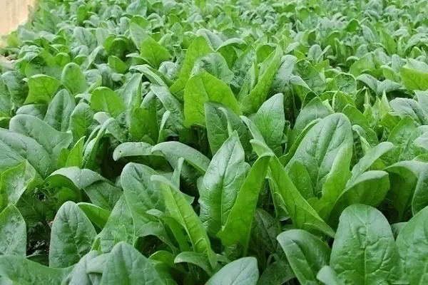 Rau Chân Vịt Và Cải Bó Xôi