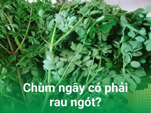 Rau Chùm Ngây Là Rau Ngót