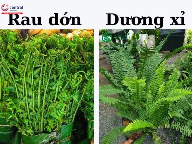 Rau Dớn Và Dương Xỉ