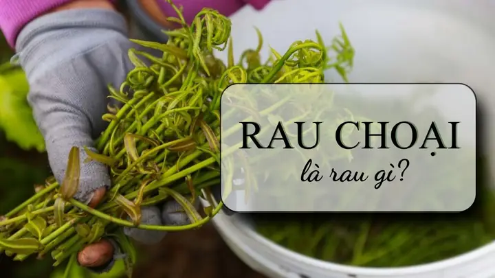 Rau Đọt Choại Có Tác Dụng Gì
