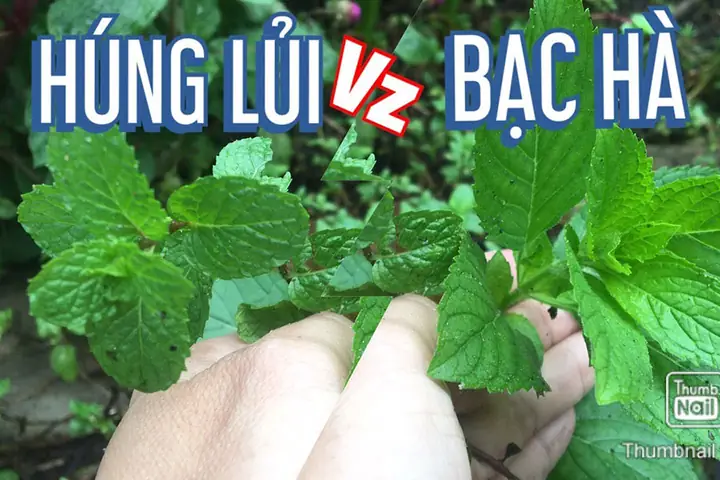 Rau Húng Lủi Và Bạc Hà