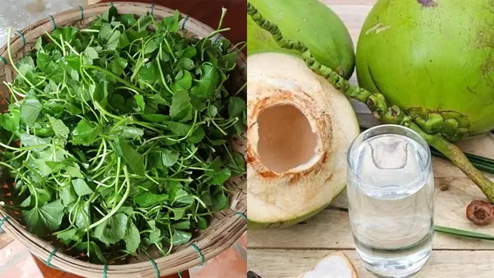 Rau Má Nước Dừa Có Tác Dụng Gì