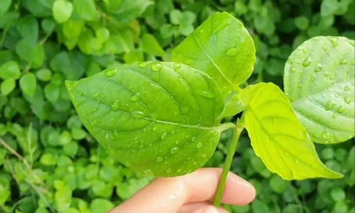 Rau Ngót Nhật Có Tác Dụng Gì