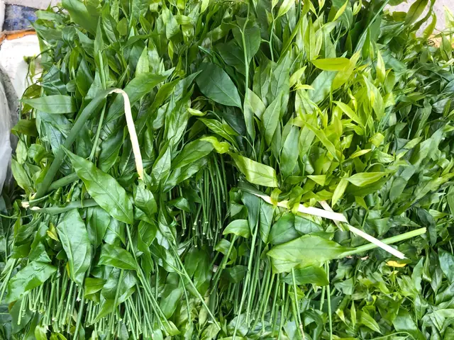 Rau Ngót Rừng Cao Bằng