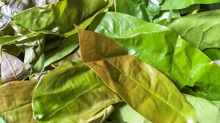 Rau Nhíp Có Tác Dụng Gì