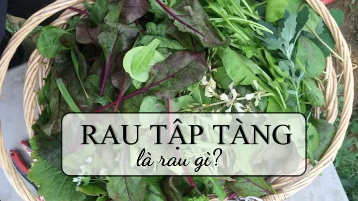 Rau Tập Tàng Là Gì