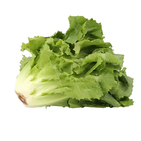 Rau Xà Lách Giòn Đà Lạt