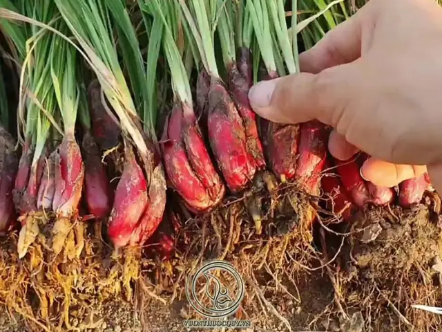 Sâm Đại Hành Nấu Món Gì