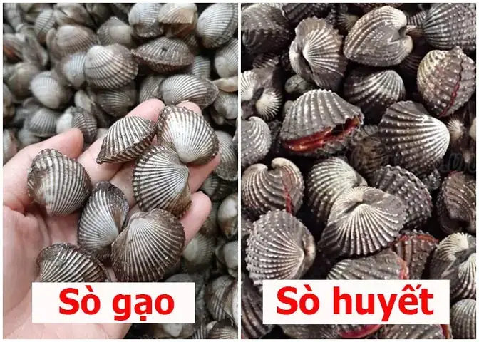 Sò Gạo Và Sò Huyết