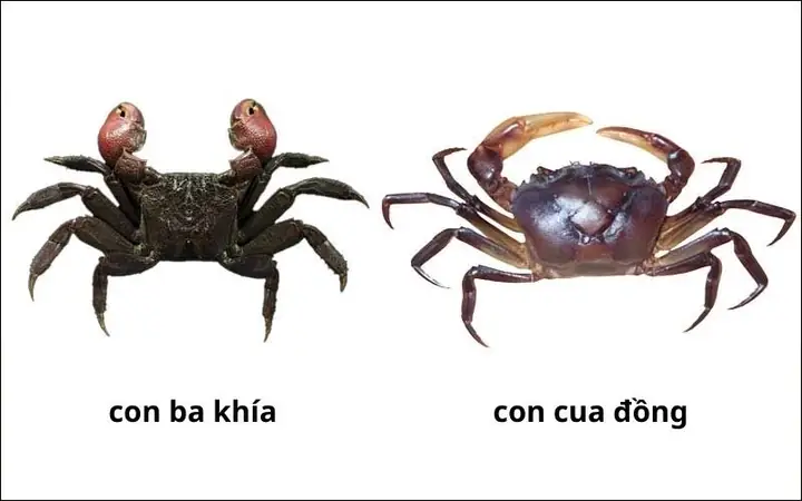 Sung Ba Khía Là Gì