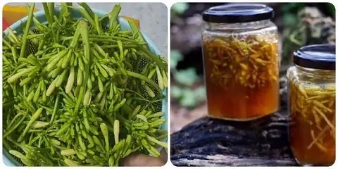 Tác Dụng Của Hoa Đu Đủ Đực Hấp Mật Ong