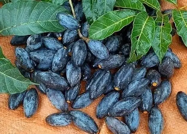 Tác Dụng Của Quả Trám Đen