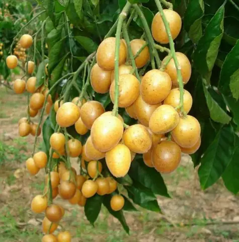 Tác Dụng Của Quất Hồng Bì