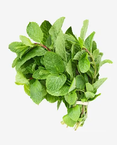 Tác Dụng Của Rau Húng Lủi