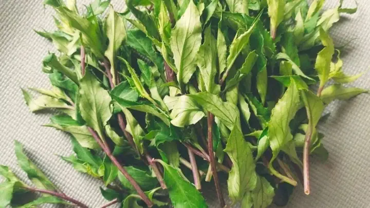 Tác Dụng Của Rau Lủi