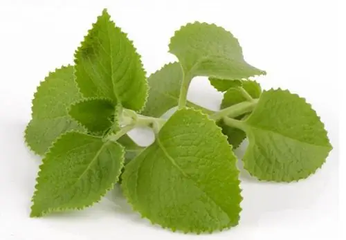 Tần Dày Lá Bán Ở Đâu
