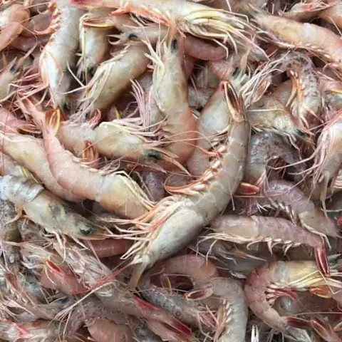 Tôm Sắt Là Tôm Gì