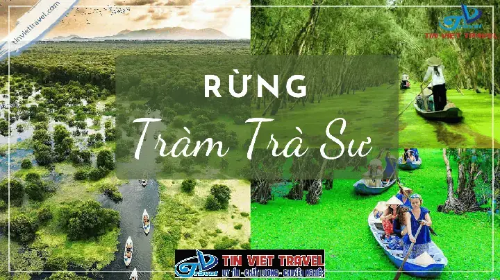 Trà Sâm Thốt Nốt Mua Ở Đâu
