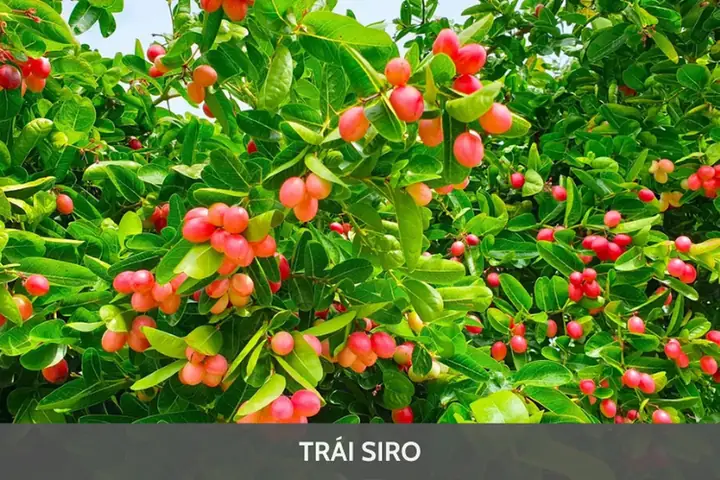 Trái Siro Có Tác Dụng Gì