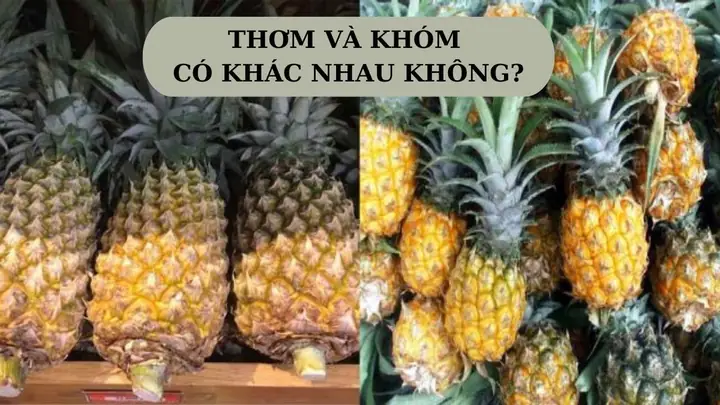 Trái Thơm Và Trái Khóm