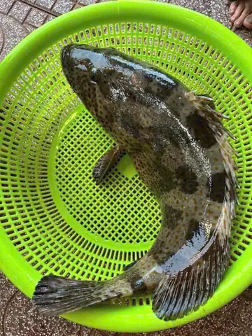 Cá Bống Mú Và Cá Mú