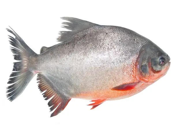Cá Chim Trắng Nước Ngọt