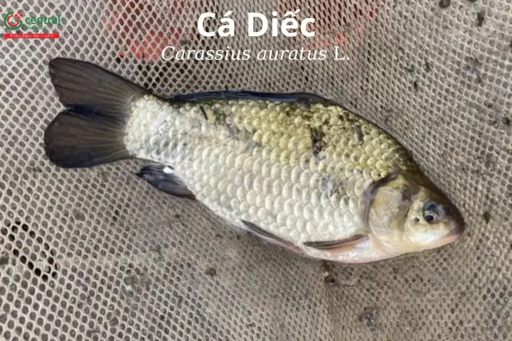 Cá Diếc Còn Gọi Là Cá Gì