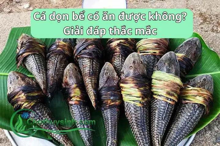 Cá Dọn Bể Có Ăn Được Không