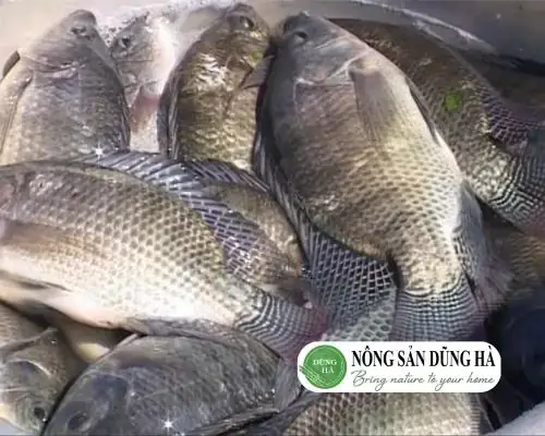 Cá Rô Phi Rán Bao Nhiêu Calo