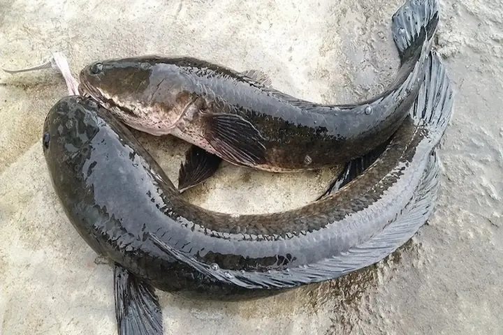 Cá Sộp Là Cá Gì