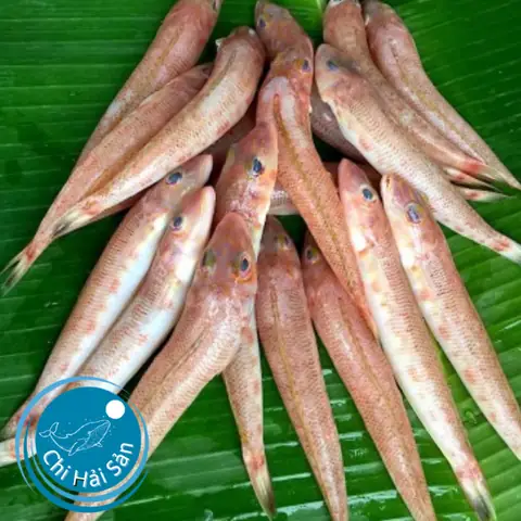 Các Loại Cá Bống Biển