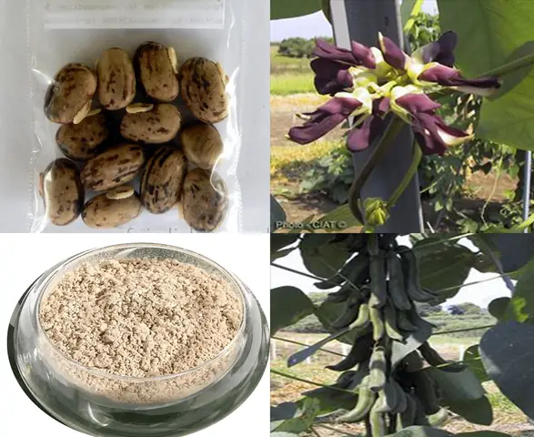 Cách Ăn Hạt Đậu Mèo