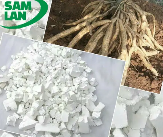 Cách Làm Bột Sắn Dây
