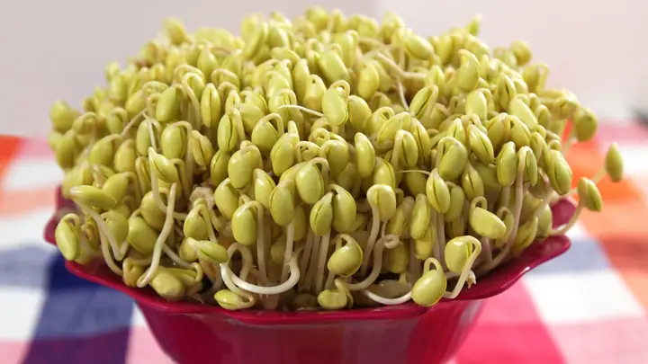 Cách Làm Giá Đỗ Bằng Đậu Nành