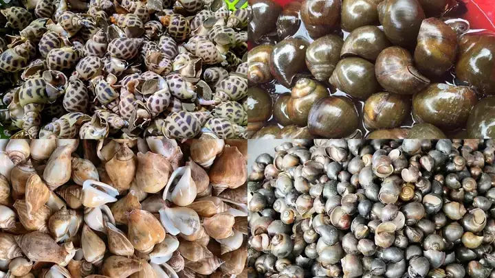 Cách Lấy Ruột Ốc Sống