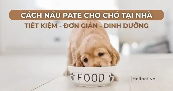 Cách Nấu Bí Đỏ Cho Chó