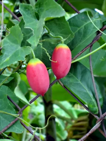 Cách Nấu Canh Rau Bình Bát