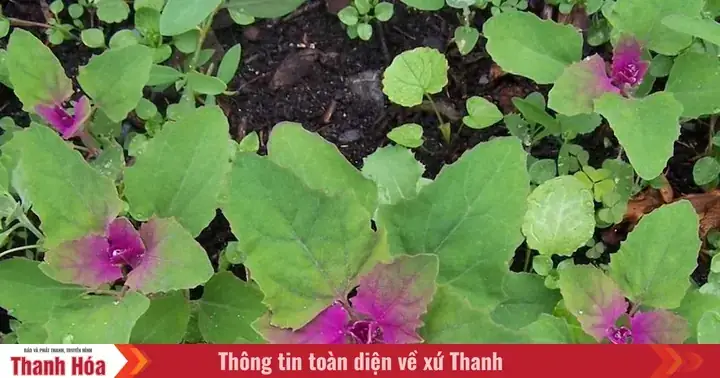 Cách Nấu Canh Rau Muối