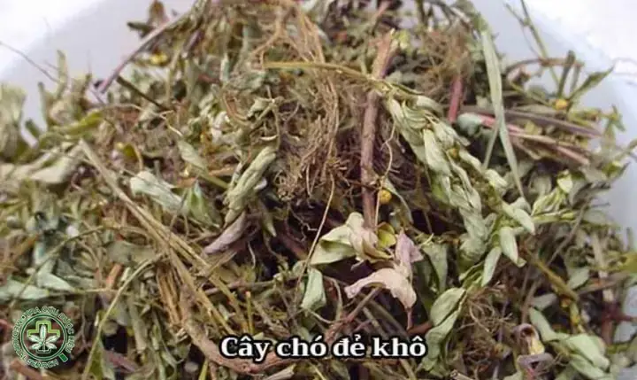 Cách Nấu Cao Cây Chó Đẻ